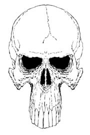 skull