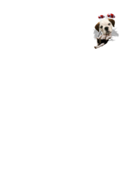 BULLDOG PARACHUTING