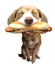 #HOTDOG
