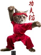 KUNG-FU CAT