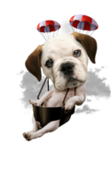 BULLDOG PARACHUTING