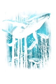 Whale Forest