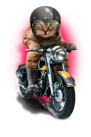 Cat Rider